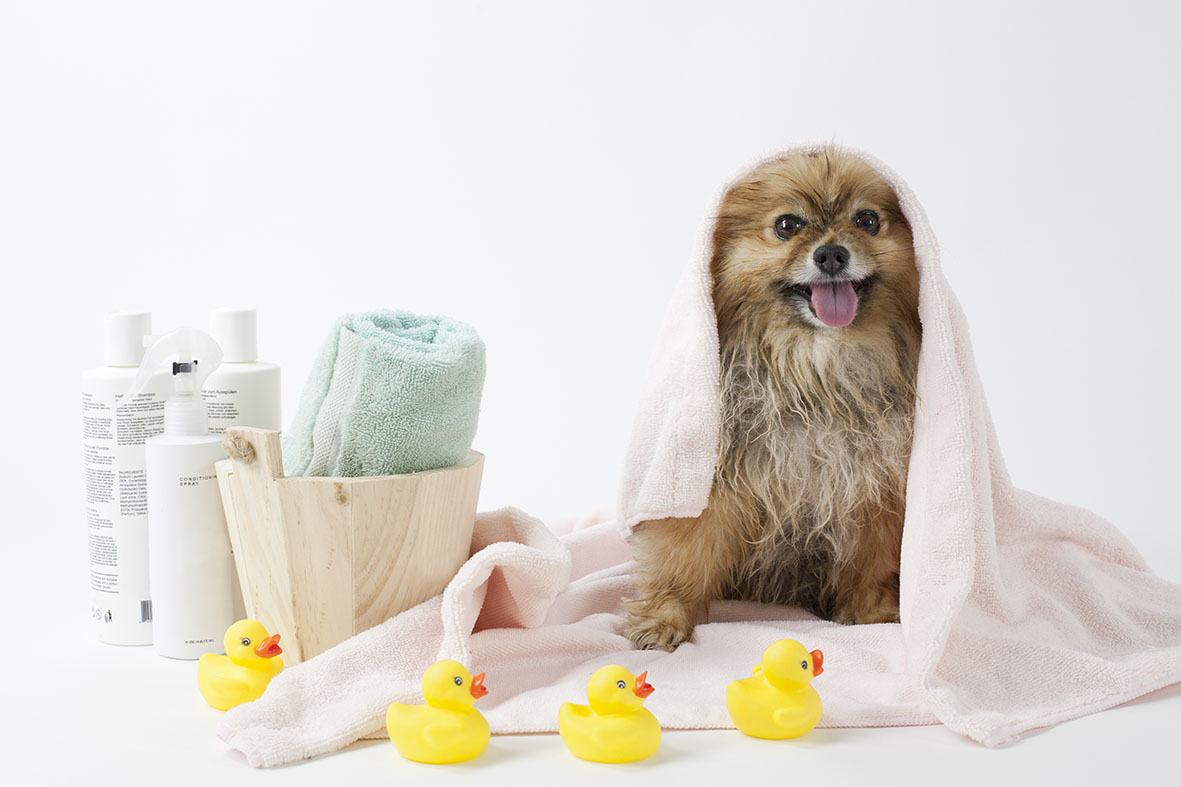 Wet dog in towel with rubber ducks